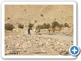 81_Bedouin_herders